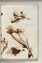 Pflanzen aus dem Kolosseum 1832